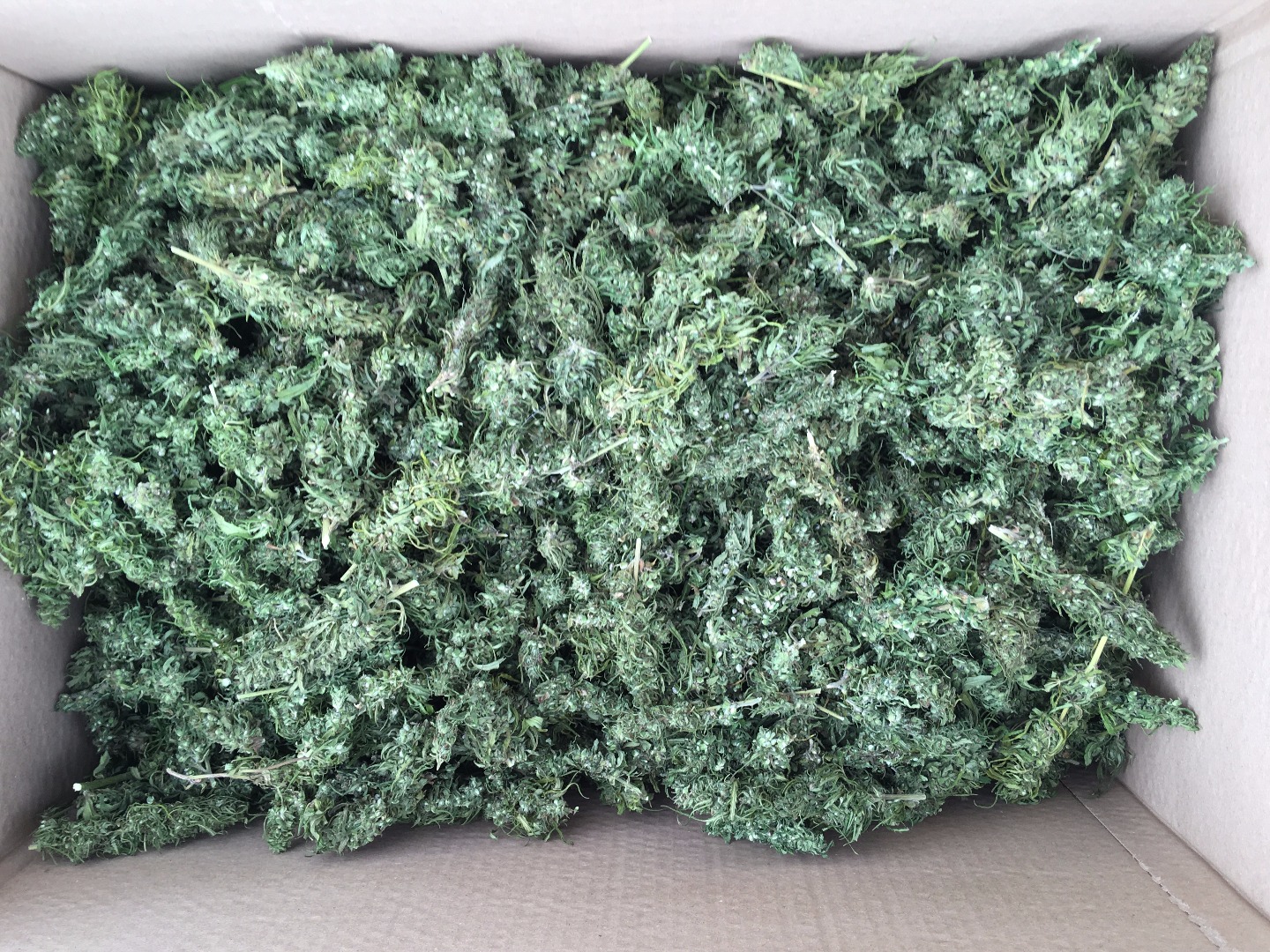 In the offer of an industrial hemp pan, the "FINOLA" variety is hand-made 2017