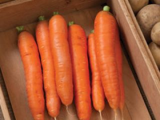 Carrots from Poland 1st class 20+-40 mm Washed