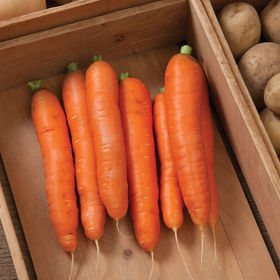 Carrots from Poland 1st class 20+-40 mm Washed