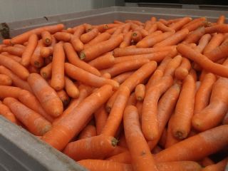 Carrots for processing from Poland 20+-40mm Washed