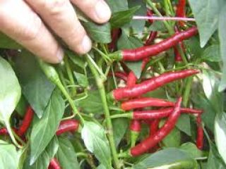 Cherry Chili