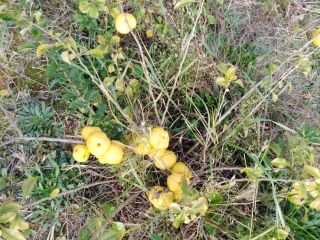 I will sell Japanese quince fruit from an organic