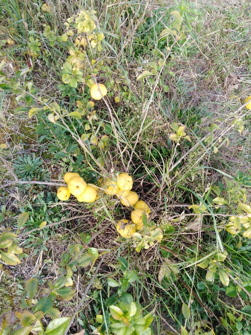 I will sell Japanese quince fruit from an organic plantation