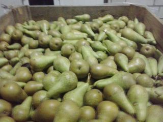 I will sell a pear, Conference, Lukas
