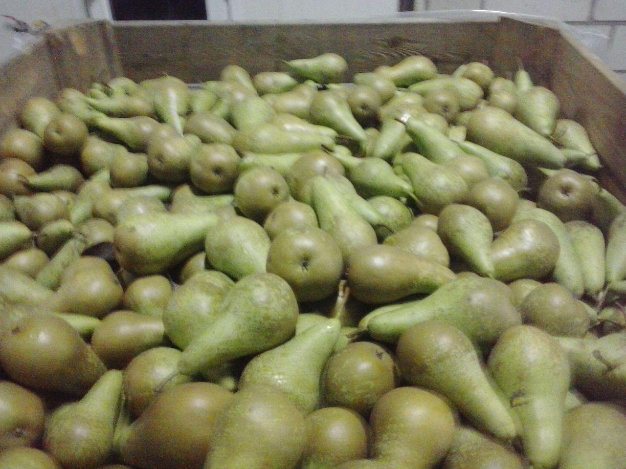 I will sell a pear, Conference, Lukas