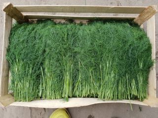 Hello, I sell dill per kg