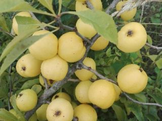 I will sell Japanese quince fruit and large-fruity quince.