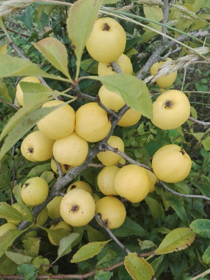 I will sell Japanese quince fruit and large-fruity quince