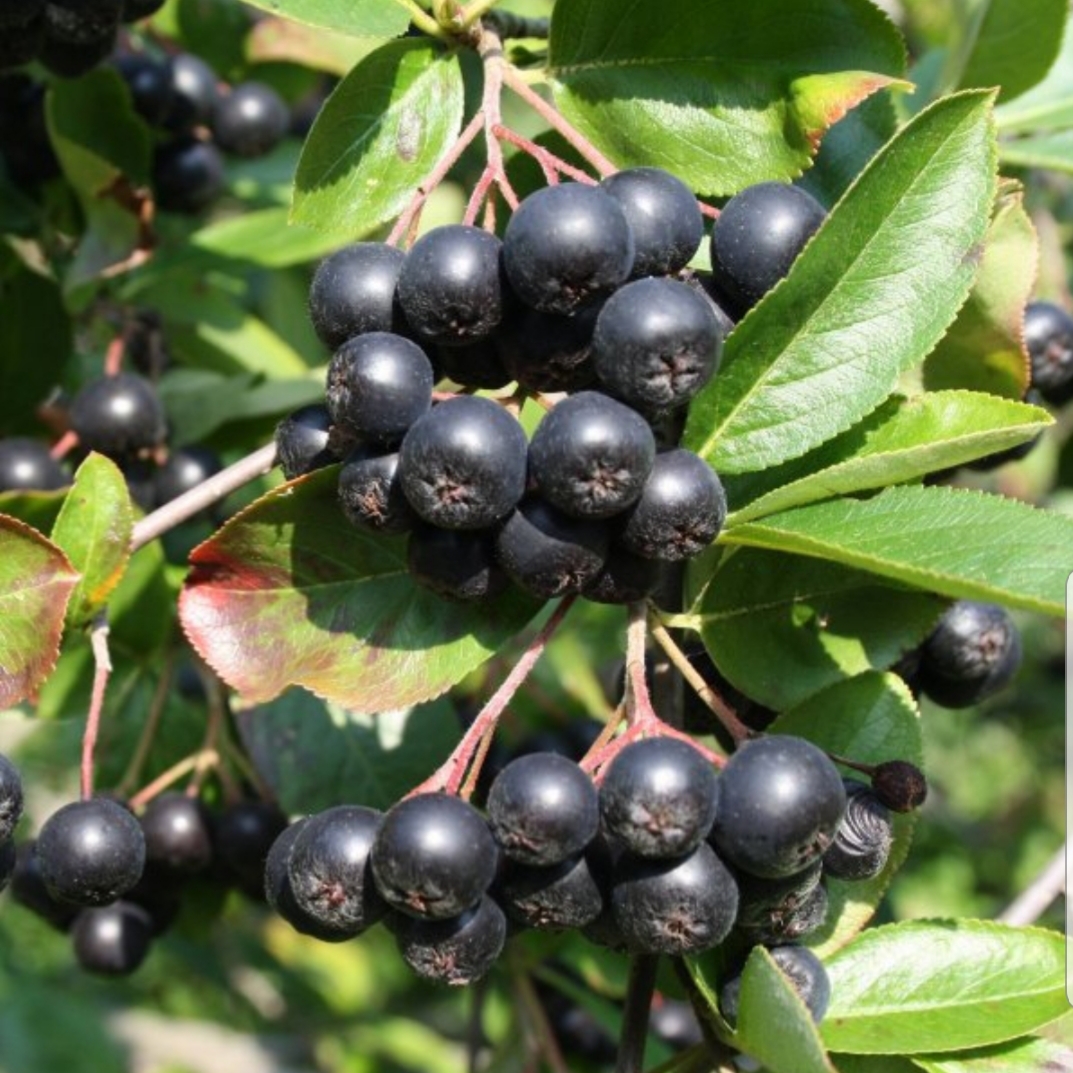 Organic bio aroma Brix from 22 to 28