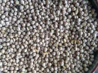 Weight: 1000seeds = 480g; seed size 8-12mm