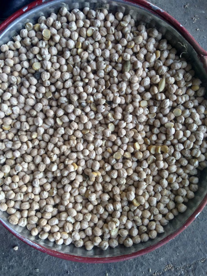 Weight: 1000seeds = 480g; seed size 8-12mm