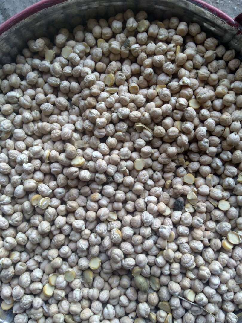 own Ukrainian production (2018), size of seeds: 8-12 mm; weight 1000 seeds=480g; great quality (purity 99%, no broken kernel); delivery within EU and