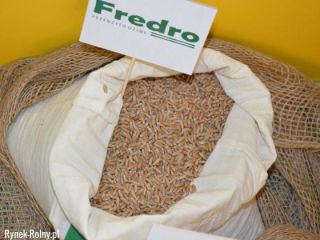100t have been transferred to the sow now! Fredro