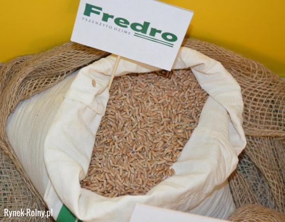 100t have been transferred to the sow now! Fredro variety PLN 650 / ton preferred contact in the early morning