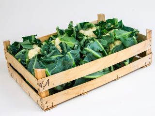 I will sell cauliflower, caliber 6 or 8. Cauliflower