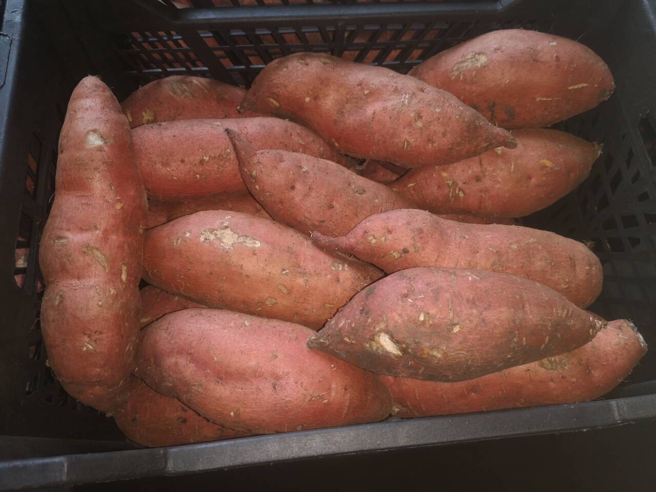 I will sell in large quantities Potat Sweet Sweet potato, we have large quantities