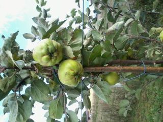 I will sell a quince variety: Robusta, Leskowacz