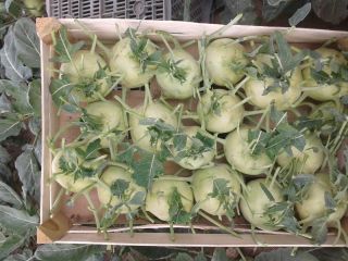 I will sell a large amount of kohlrabi. The