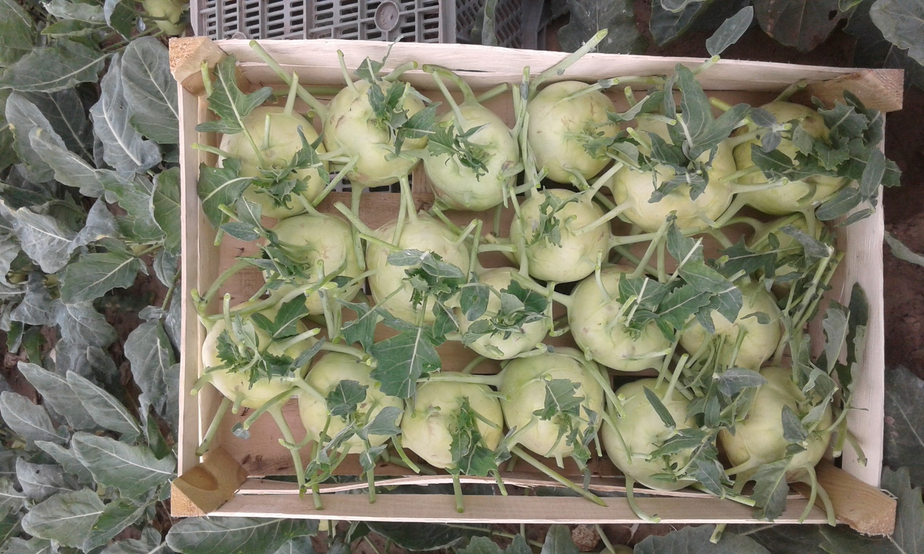 I will sell a large amount of kohlrabi