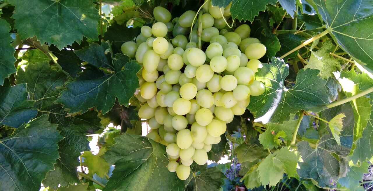 Sell grapes from Greece