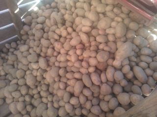 I will sell potatoes with FITO and GLOBAL GAP