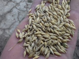 for sale about 5 tons of winter barley
