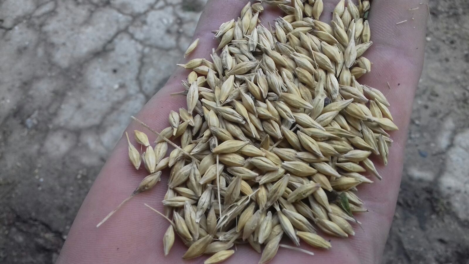 for sale about 5 tons of winter barley