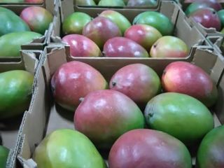 Fruit of red and yellow in its maturation. It