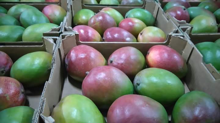Fruit of red and yellow in its maturation