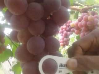 The Red Globe grape is highlighted by its large