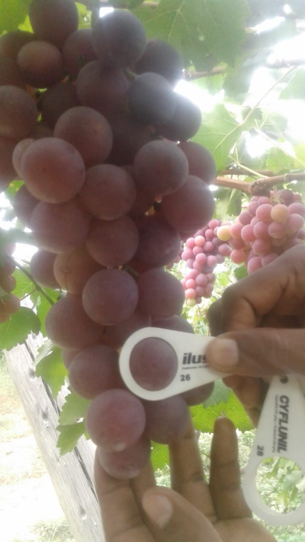The Red Globe grape is highlighted by its large clusters and high-caliber berries