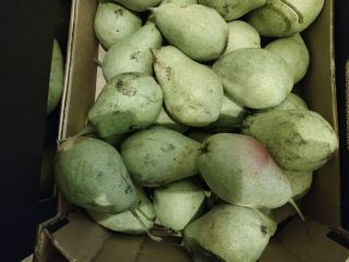 Industrial pear for sale, lukasówka, pickup in Grójec