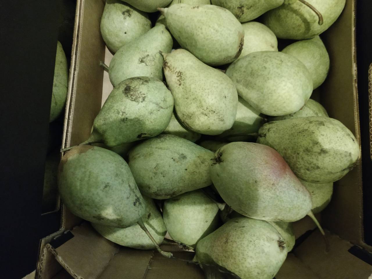 Industrial pear for sale, lukasówka, pickup in Grójec