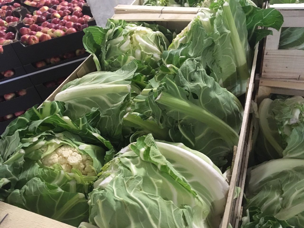 Cauliflower for sale - 6 pcs
