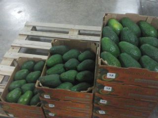 This variety of avocado has a medium size, ranging