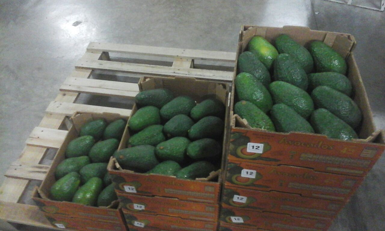 This variety of avocado has a medium size, ranging between 200 and 350 grams on average