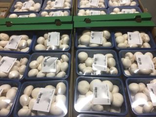 I will sell mushrooms, loose and packed mushrooms, packaging