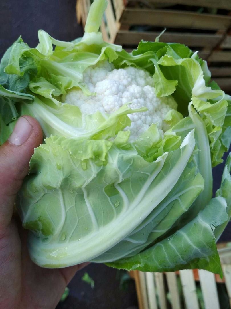 Cauliflower caliber 6-8 pcs in the package