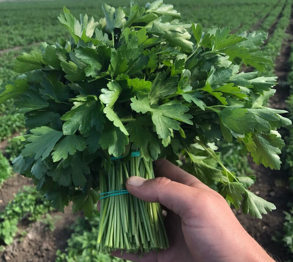 I will sell parsley in wholesale quantities