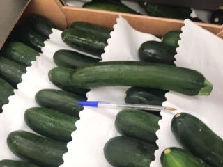 I will sell a very nice zucchini. Free packages.
