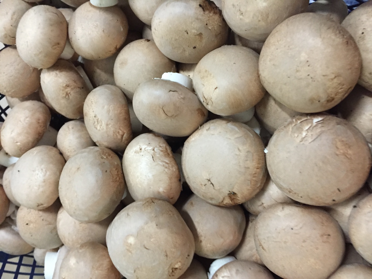 I have to offer brown mushrooms