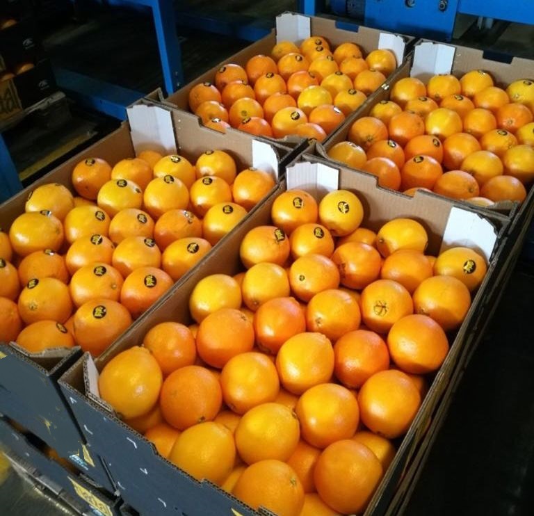 I will sell oranges, import from Spain