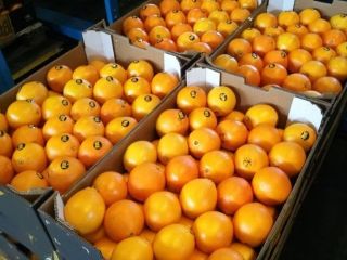 Very nice oranges from Spain. Good price. Free packaging.