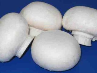 Our mushroom is tasty, snow-white, fresh, and sorted in