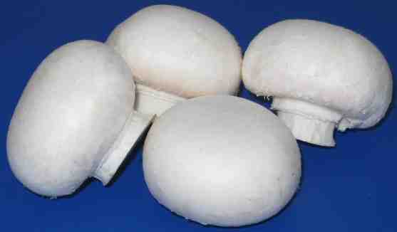 Our mushroom is tasty, snow-white, fresh, and sorted in size, and most importantly, it is available all year round