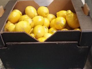 Lemon II Class, export from Spain, has flawless skin,