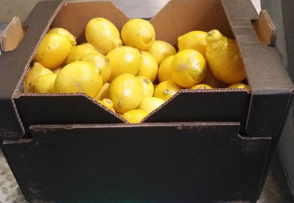 Lemon II Class, export from Spain, has flawless skin, but the quality of the pulp is high, fresh
