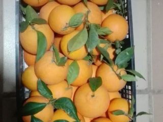 I will sell oranges, import from Spain, straight from