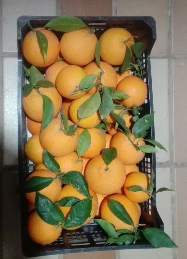 I will sell oranges, import from Spain, straight from the field, fresh, nice, with or without leaves, wholesale quantities