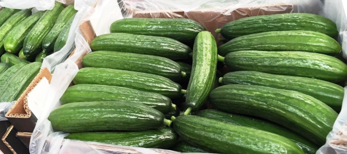 I will sell long-distance greenhouse cucumber